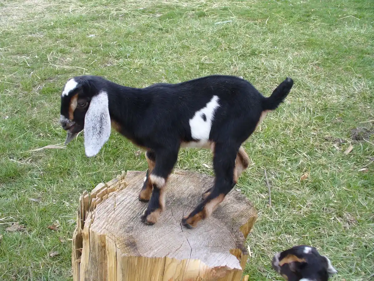 Baby goat on log by Susan Fluegel